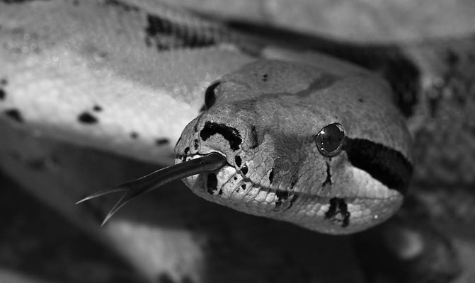 Boa Constrictor