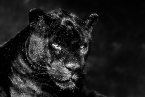 Schwarzer Jaguar