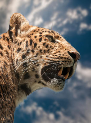 Im Banne des Leoparden