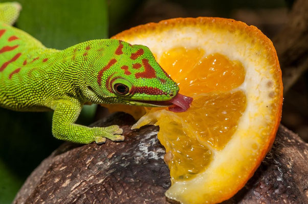 Phelsuma grandis1 - Gecko