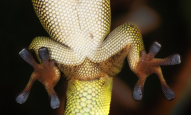 Phelsuma grandis5 - Gecko