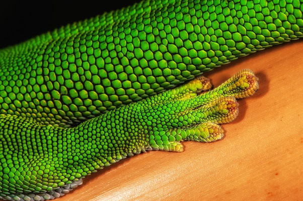 Phelsuma grandis3 - Gecko