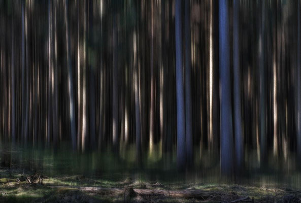 Mystical forest