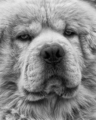 Oskar