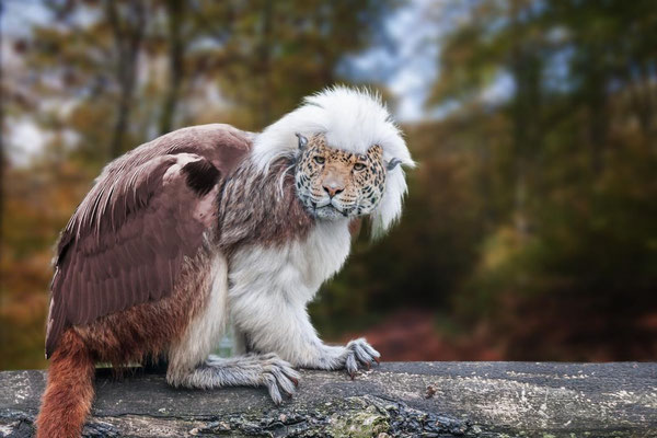 Der Leoaffe