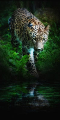Persischer Leopard