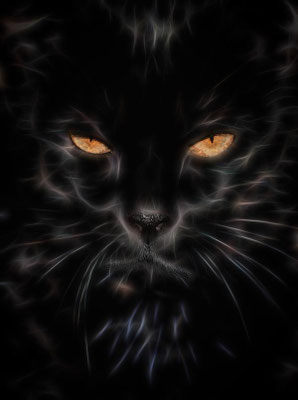 Black Cat