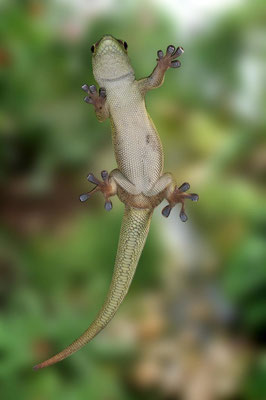 Phelsuma grandis4 - Gecko