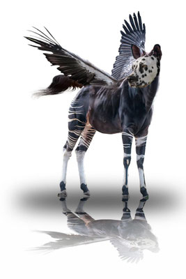 Der Okapi-Flughund