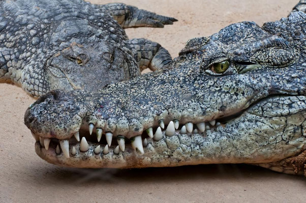 Leistenkrokodile