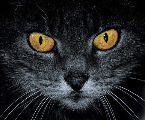 Augen der Nacht