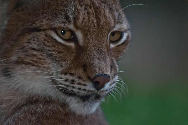 Luchs