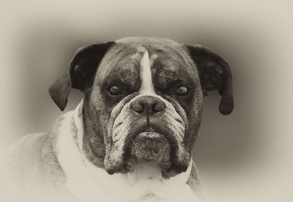 Boxer