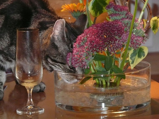 Katze hat Durst: Sekt oder Wasser gefällig?
