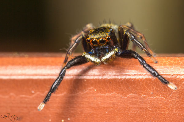 Euophrys frontalis﻿ ♂