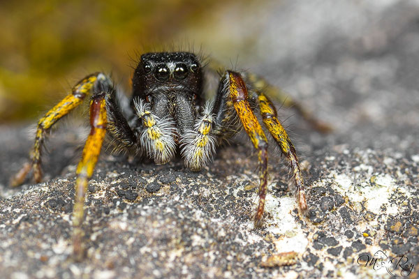Philaeus chrysops ♂