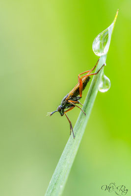 Hornfliege