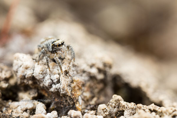 Philaeus chrysops ♀