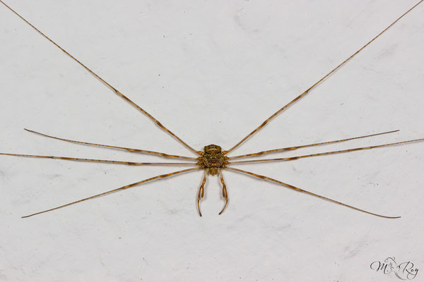 Dicranopalpus ramosus ♀