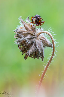 Sicus cf. ferrugineus