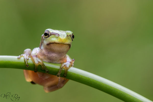 Laubfrosch