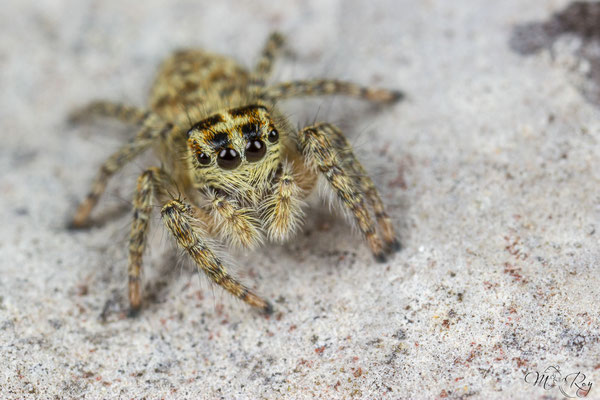 Philaeus chrysops ♀Jungtier