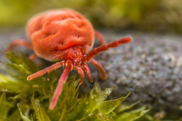 Trombidium holosericeum