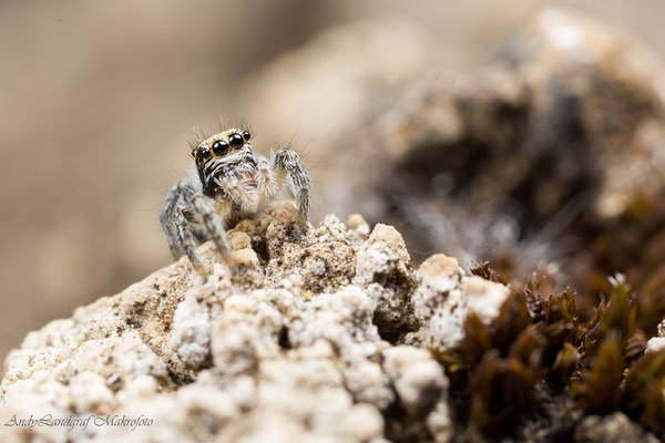Philaeus chrysops ♀