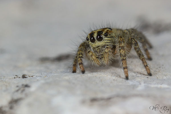 Philaeus chrysops ♀Jungtier