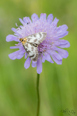 Brennesselzünsler (Anania hortulata)