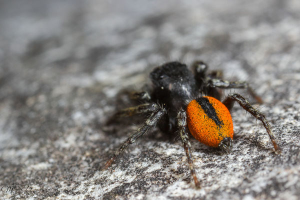 Philaeus chrysops ♂