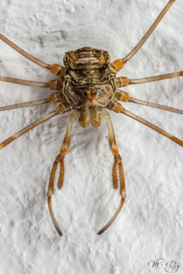 Dicranopalpus ramosus ♀
