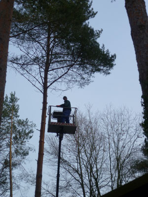 Baumfällung mit Arbeitsbühne