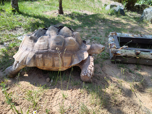 riesige Schildkröte im Hofer Zoo