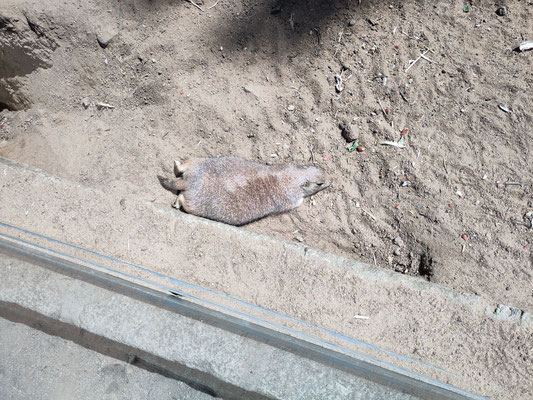 Faulpelz im Hofer Zoo