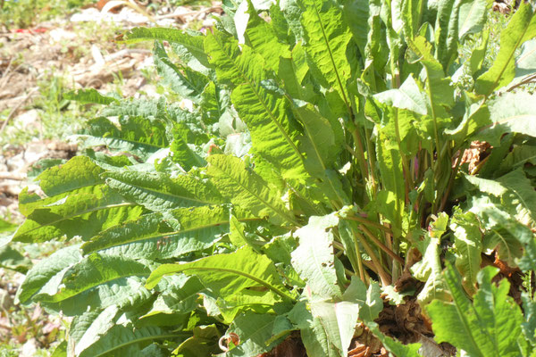ギシギシ : ベニシジミの食草