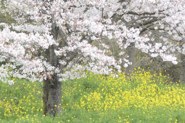 桜・ソメイヨシノ