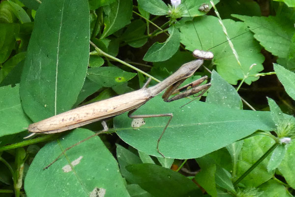 カマキリ