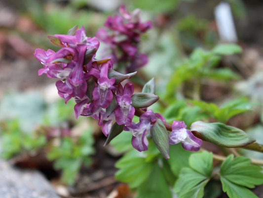 Corydalis cava