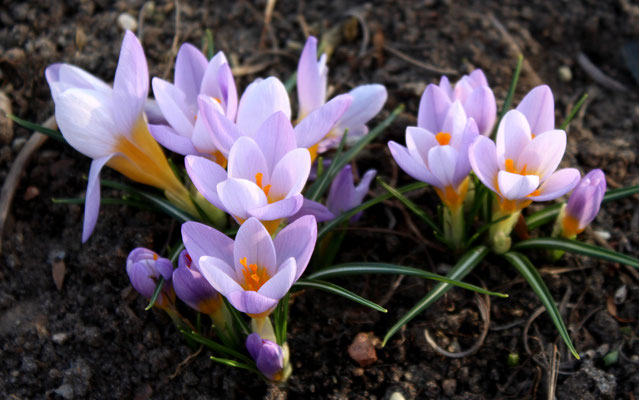 Crocus siberi 'Firefly'