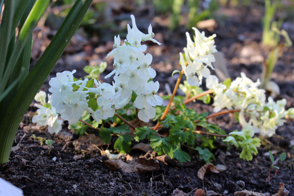 Corydalis malkensis