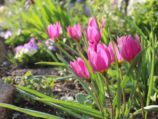 Tulipa bakeri 'Lilac Wonder'