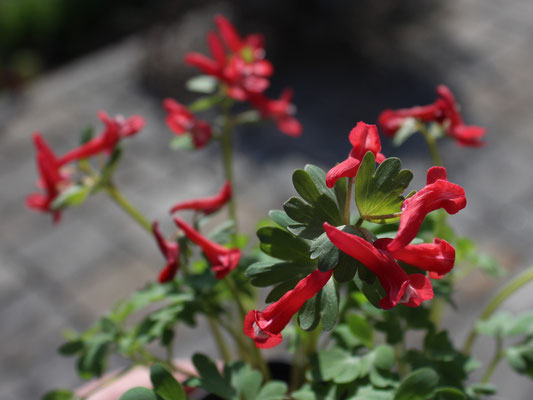 Corydalis solida 'G.P. Baker'