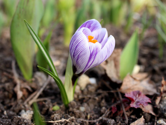 Crocus vernus 'Pickwick'