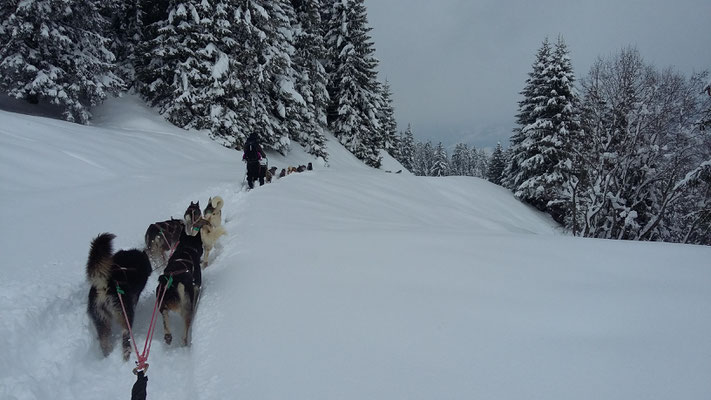 Das vordere Gespann kämpft sich durch bis zu 50 cm Neuschnee