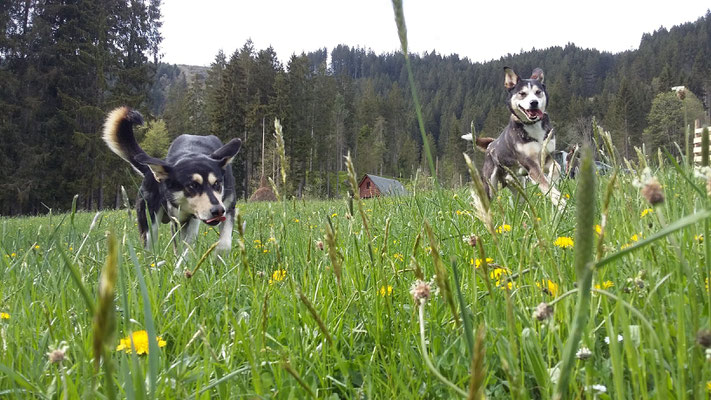 Finn und Vidar im Galopp