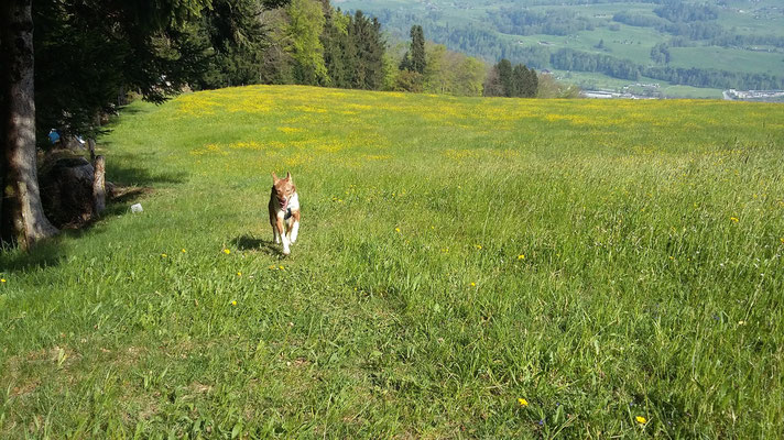 mit Troll auf Wanderschaft...