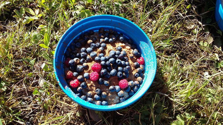 Leckeres Frühstück - Porridge mit Waldbeeren!