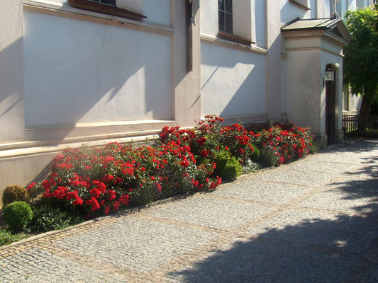 Rosenbeet an der Kirche Pauli Bekehr