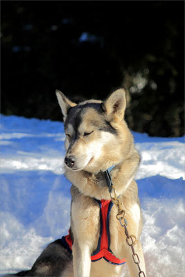 Chiens de Traineaux à Vassieux en Vercors